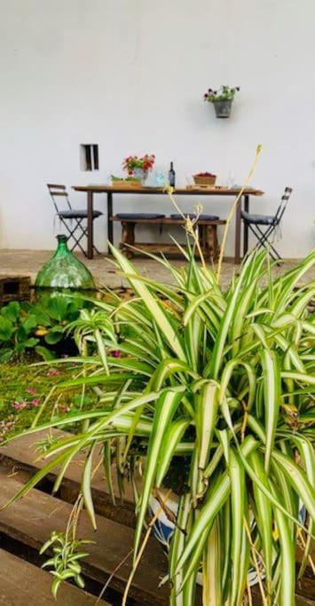 Appartamento Casina Foggia Dell'Albero Putignano Esterno foto