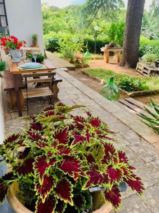 Appartamento Casina Foggia Dell'Albero Putignano Esterno foto
